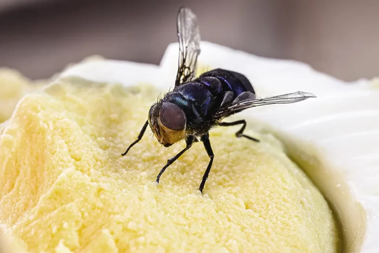 Pest Problems in Apartments