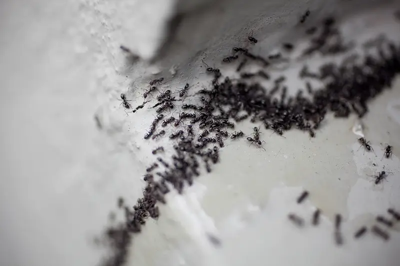 cara mengusir semut agar tidak datang lagi