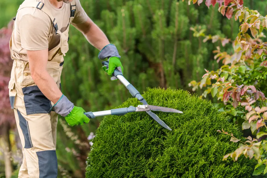 Pruning (pemangkasan)