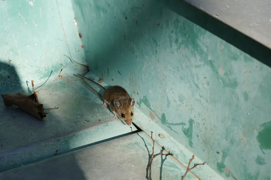 Types of Pests Commonly Found in Office Buildings - Rats and Mice