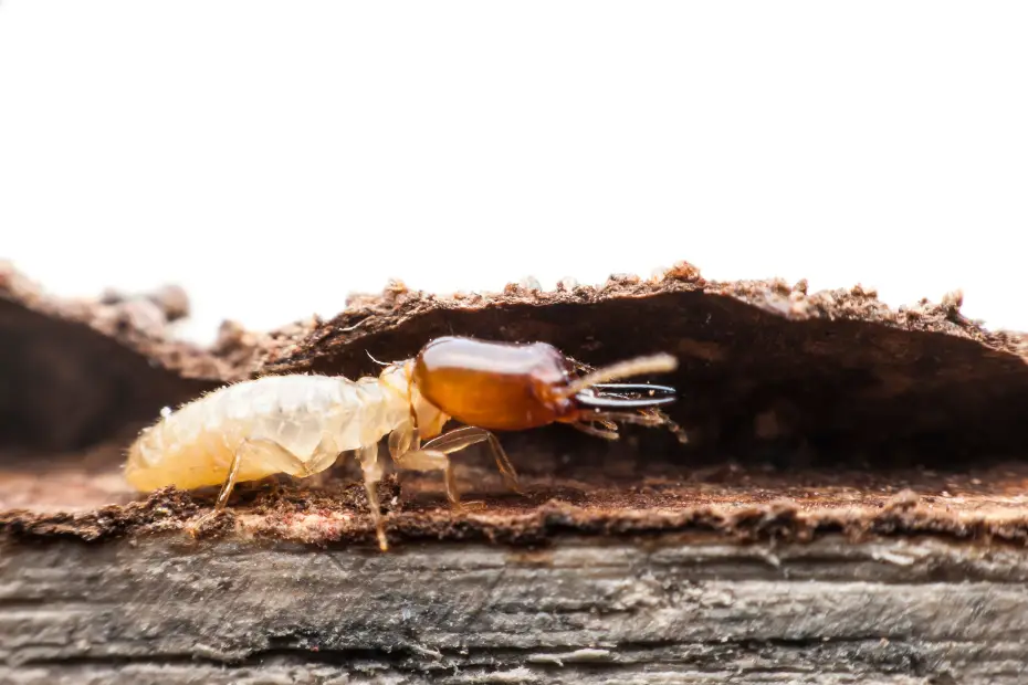 Types of Pests Commonly Found in Office Buildings Termites